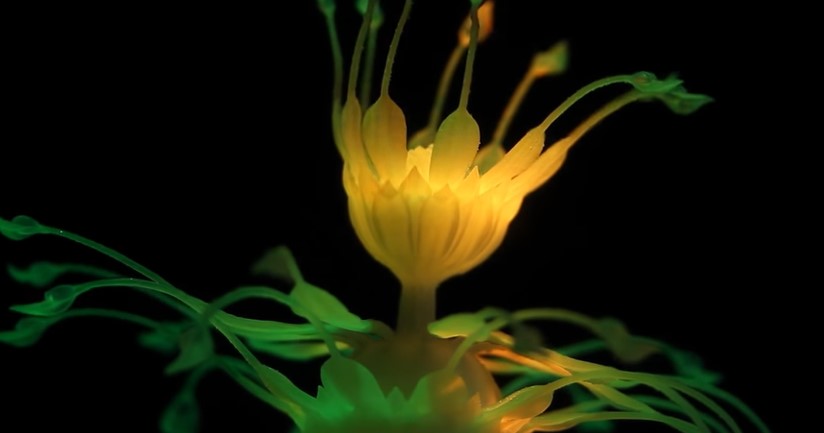 什么是互動式4D打印植物.jpg 什么是互動式4D打印植物.jpg